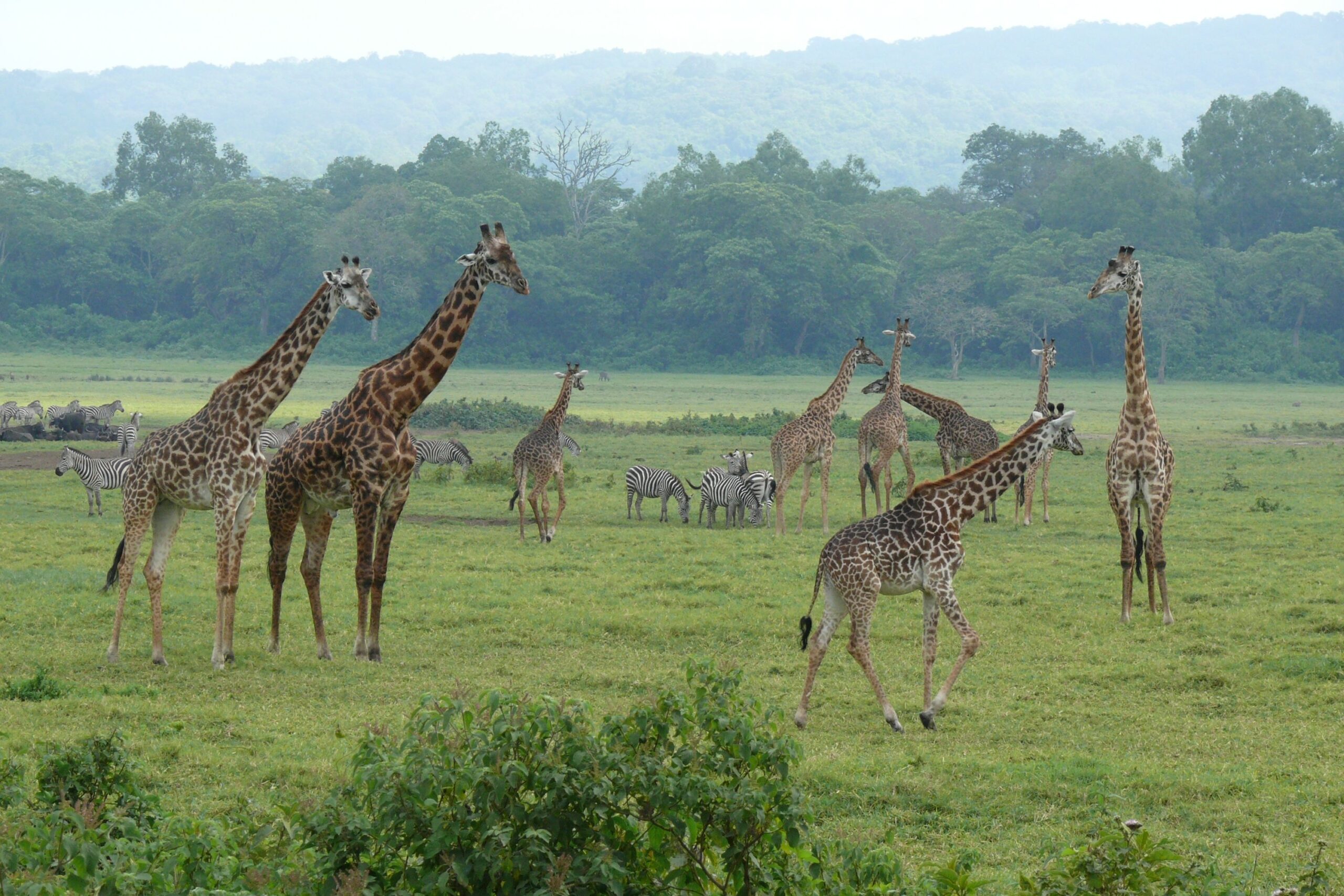 Tanzania: I Parchi del Nord e Mare